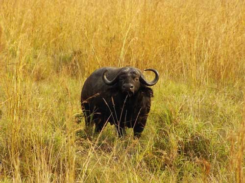 Tanzania Tanzania