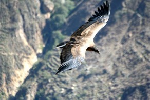 Colca Canyon - Cruz del Condor