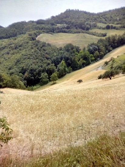 La riscoperta dei grani antichi con l'azienda agricola Verde Arcobaleno di Modigliana