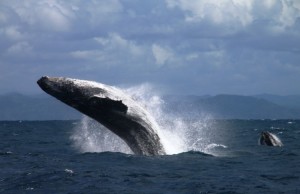 Le balene megattere dell’Ile St. Marie Le balene megattere dell’Ile St. Marie