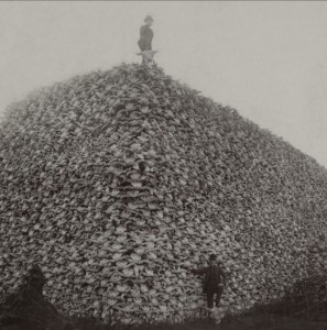 Nella foto, scattata nel 1870, una pila di teschi di bisonte, pronti ad essere trattati per la trasformazione in colla e fertilizzante.