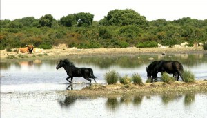 Cavalli selvatici alla Giara di Gesturi Cavalli selvatici alla Giara di Gesturi