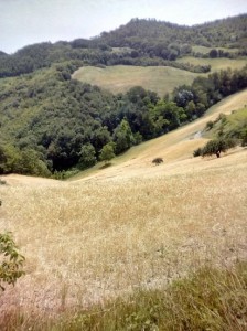 Il campo appena sotto la casa di Nonna Bruna Il campo appena sotto la casa di Nonna Bruna