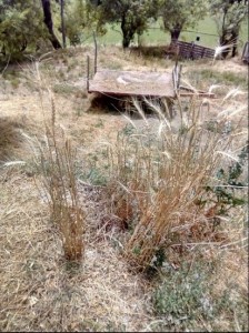 Il grano antico di Mauro Biondi nella sua azienda agricola che sarà al centro della seconda parte. Il grano antico di Mauro Biondi nella sua azienda agricola che sarà al centro della seconda parte.