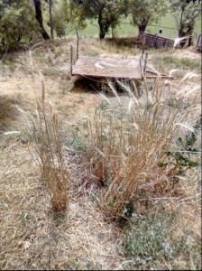 Il grano antico di Mauro Biondi nella sua azienda agricola che sarà al centro della seconda parte.