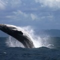 Le balene megattere dell’Ile St. Marie Le balene megattere dell’Ile St. Marie