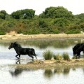 Cavalli selvatici alla Giara di Gesturi Cavalli selvatici alla Giara di Gesturi