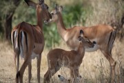 Parco del Serengeti