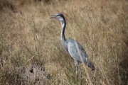 Parco del Serengeti