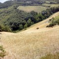 Il campo appena sotto la casa di Nonna Bruna Il campo appena sotto la casa di Nonna Bruna